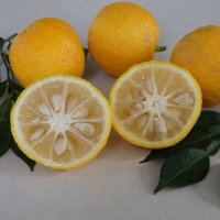 Yuzu fruit
